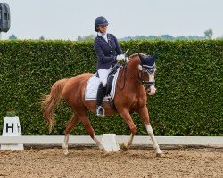 dressage horse Burberry 8 (KWPN (Royal Dutch Sporthorse), 1999)