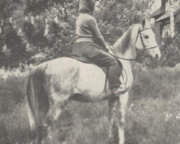 stallion Zaïbak ox (Arabian thoroughbred, 1942, from Edh Dhahab ox)