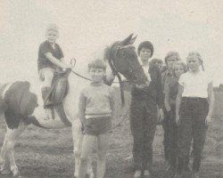 Pferd Zindabad (Arabisches Halbblut / Partbred,  , von Zaïbak ox)