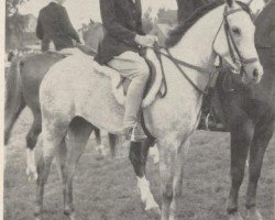 Pferd Mirzam el Zaibak (Arabisches Halbblut / Partbred,  , von Zaïbak ox)