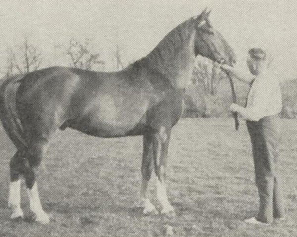 horse Baron Ajax (Gelderland, 1957, from Ajax)