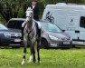 jumper Vinchano K (German Sport Horse, 2020, from Vingino)