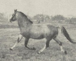 stallion Ajax (Arab half breed / Partbred, 1942, from Berber)