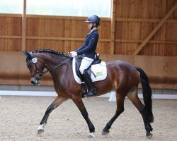 broodmare Greylight’s Ebony (German Riding Pony, 2014, from Glanteifi Cardi Comet)