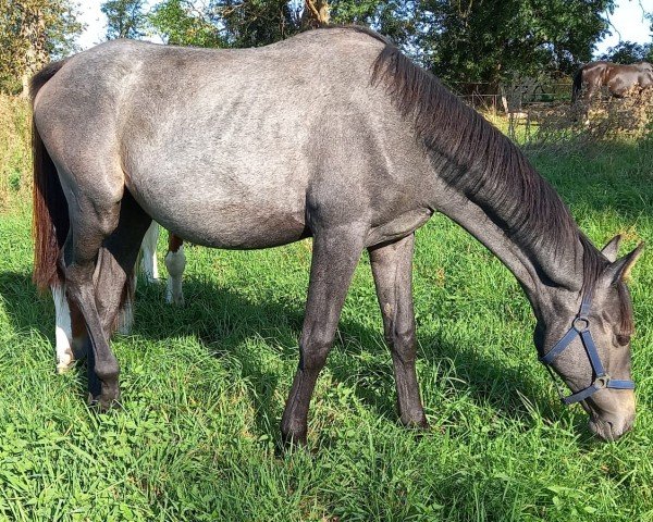 eventing horse Stute von Blancor x Donauklang (Trakehner, 2023, from Blancor)