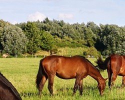 jumper Schokokrossi (Trakehner, 2022, from TSF Kros)