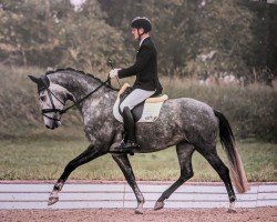 horse High Class 7 (Oldenburg, 2020, from Feinrich)