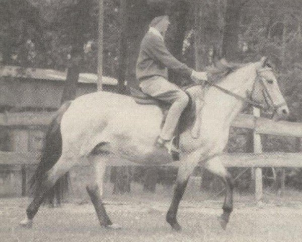 Pferd Merrie May (New-Forest-Pony, 1953, von Merrie Matador)