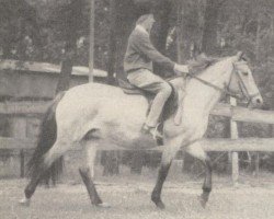 Pferd Merrie May (New-Forest-Pony, 1953, von Merrie Matador)