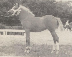 horse Cassandra (New Forest Pony, 1960, from Priory Starlight VII)