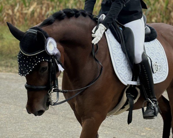 Dressurpferd Dreisatz (Deutsches Reitpony, 2015, von Dreidimensional AT NRW)