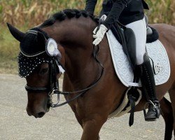 dressage horse Dreisatz (German Riding Pony, 2015, from Dreidimensional AT NRW)