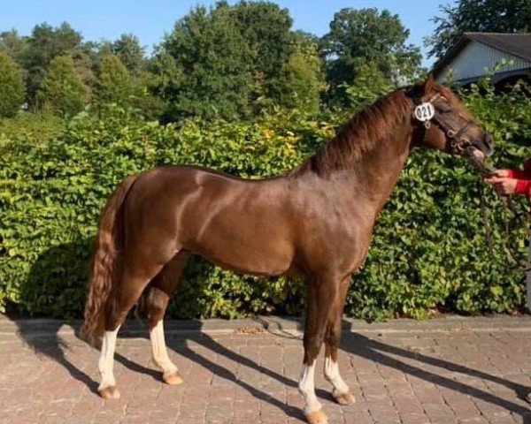 stallion Ekholt’s Secret (Welsh-Pony (Section B), 2018, from Cadlanvalley Starstruck)