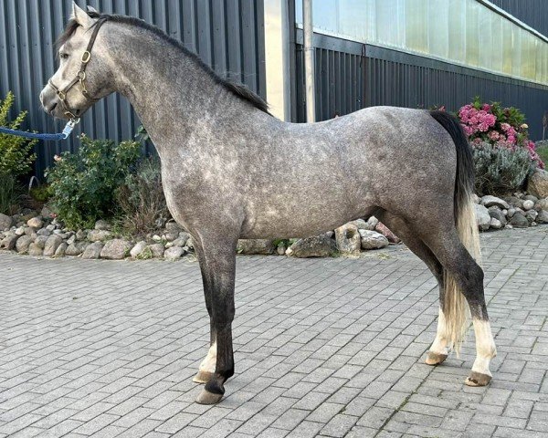 Pferd Rightfield Pablo (Welsh Pony (Sek.B), 2022, von Waxwing Perrin)