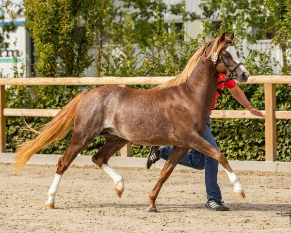 Pferd Störtebekers Sandro (Welsh Pony (Sek.B), 2021, von Cadlanvalley Starstruck)