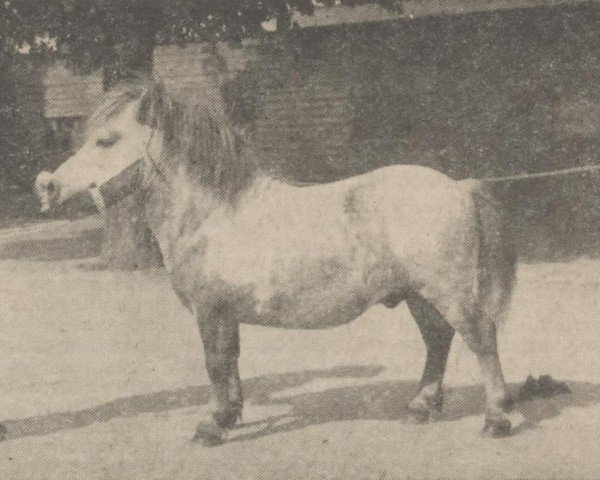 Pferd Emperor v.'t Hof (Shetland Pony, 1948, von Timo v. Warmelo)