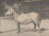 horse Emperor v.'t Hof (Shetland Pony, 1948, from Timo v. Warmelo)