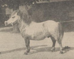 Pferd Emperor v.'t Hof (Shetland Pony, 1948, von Timo v. Warmelo)