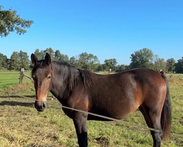 dressage horse Raja (Sachs-door. Heavy Warmbl., 2023, from Lancelo)