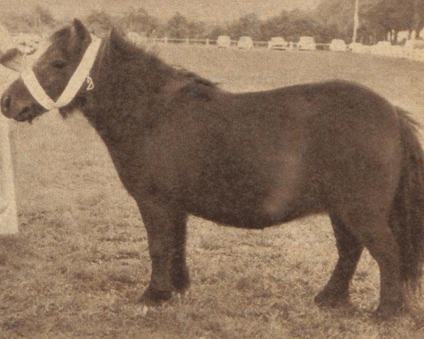 Zuchtstute Mies van de Mariapeel (Shetland Pony,  , von Gielke van de Mariapeel)