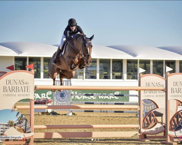 Springpferd Ike (KWPN (Niederländisches Warmblut), 2013, von Darco)