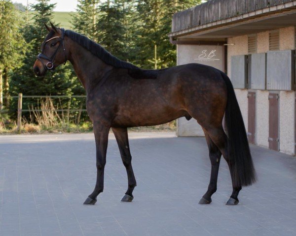 dressage horse Zin Tonic (Oldenburg, 2020, from Blue Hors Zackerey)