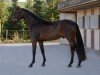 dressage horse Zin Tonic (Oldenburg, 2020, from Blue Hors Zackerey)