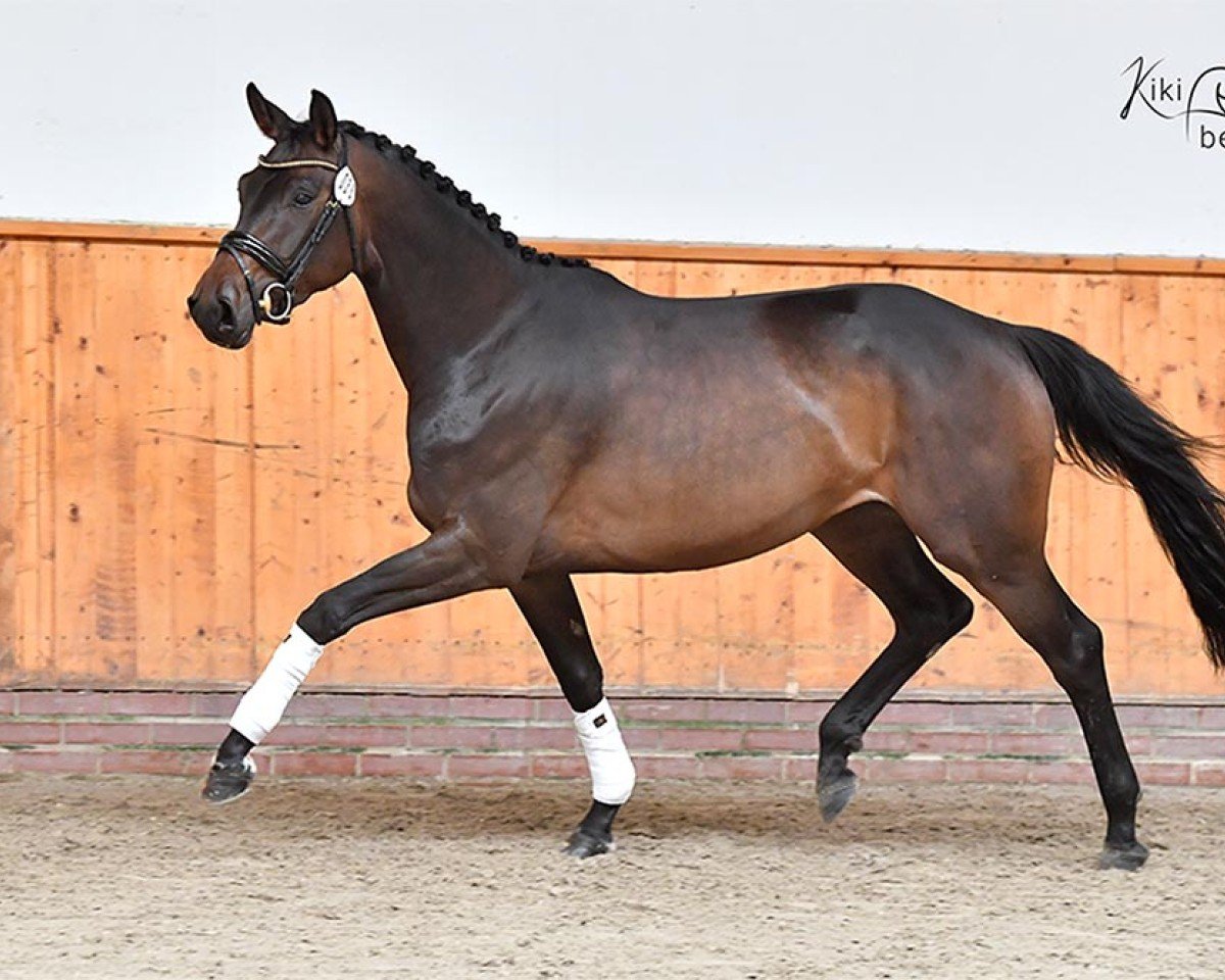 dressage horse Ma'Belle H (Oldenburg, 2021, from Morricone)