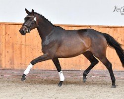 dressage horse Ma'Belle H (Oldenburg, 2021, from Morricone)