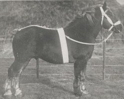 horse Albert de Malaxhe (Brabant/Belgian draft horse, 1914, from Indigène de Wisbecq)