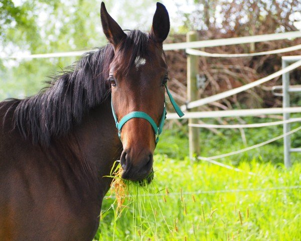 dressage horse Funky Girl (Westphalian, 2017, from Sap Freudentaenzer)