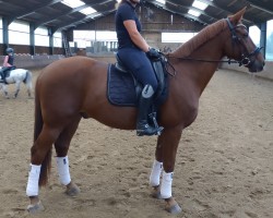 dressage horse I mog ihn (Rheinländer, 2010, from Imparo)