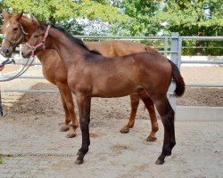 dressage horse SF v. Fynch Hatton (Oldenburg, 2022, from Fynch Hatton)