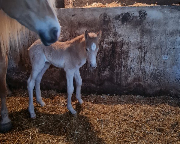 Fohlen von Nautilus (Haflinger, 2024, von Nomex BE)