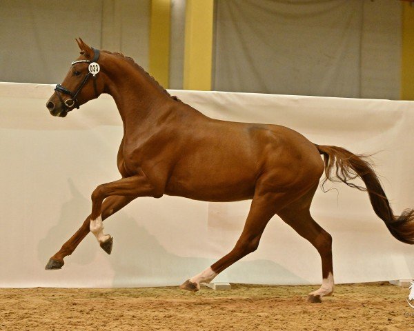 Dressurpferd Fancy HN (Österreichisches Warmblut, 2021, von For Romance I)