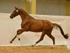 dressage horse Fancy HN (Austrian Warmblood, 2021, from For Romance I)