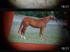 broodmare What a Dream 4 (Oldenburg, 2002, from Wolkentanz II)