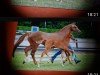 broodmare What a Dream 4 (Oldenburg, 2002, from Wolkentanz II)