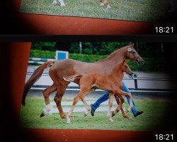 broodmare What a Dream 4 (Oldenburg, 2002, from Wolkentanz II)