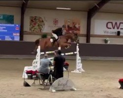 jumper Divina (Italian Warmblood, 2014)