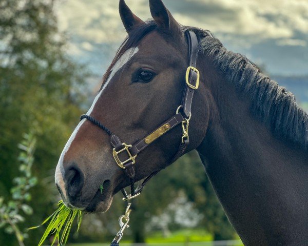 Springpferd Unique KW (Deutsches Reitpony, 2021, von Unico)