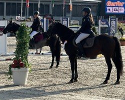 jumper Joly's Dixie (New Forest Pony, 2006, from Joly's Romeo)