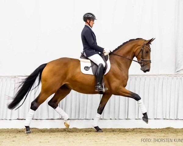 dressage horse Festiva (Hanoverian, 2021, from Fürst Belissaro)