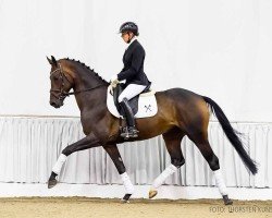 dressage horse Damian (Hanoverian, 2020, from Despacito 16)