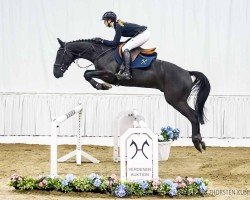 jumper Chubakka Black (Hanoverian, 2020, from Chubakko)