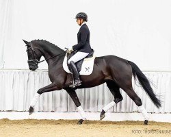 dressage horse Fiona N (Hanoverian, 2020, from Fantastic)