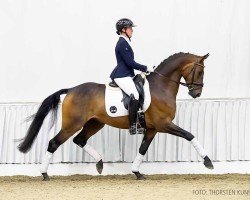 dressage horse Legolas (Hanoverian, 2020, from Labbadio)