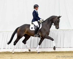 dressage horse Fantastica (Hanoverian, 2020, from Fusionist)