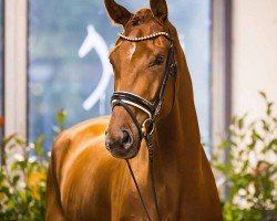 dressage horse Valendero (Hanoverian, 2020, from Vivino)