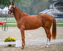 Springpferd Action Flynn CH (Schweizer Warmblut, 2021, von Action-Breaker)